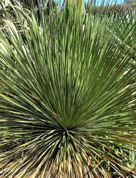 Dasylirion wheeleri | The Cactus King